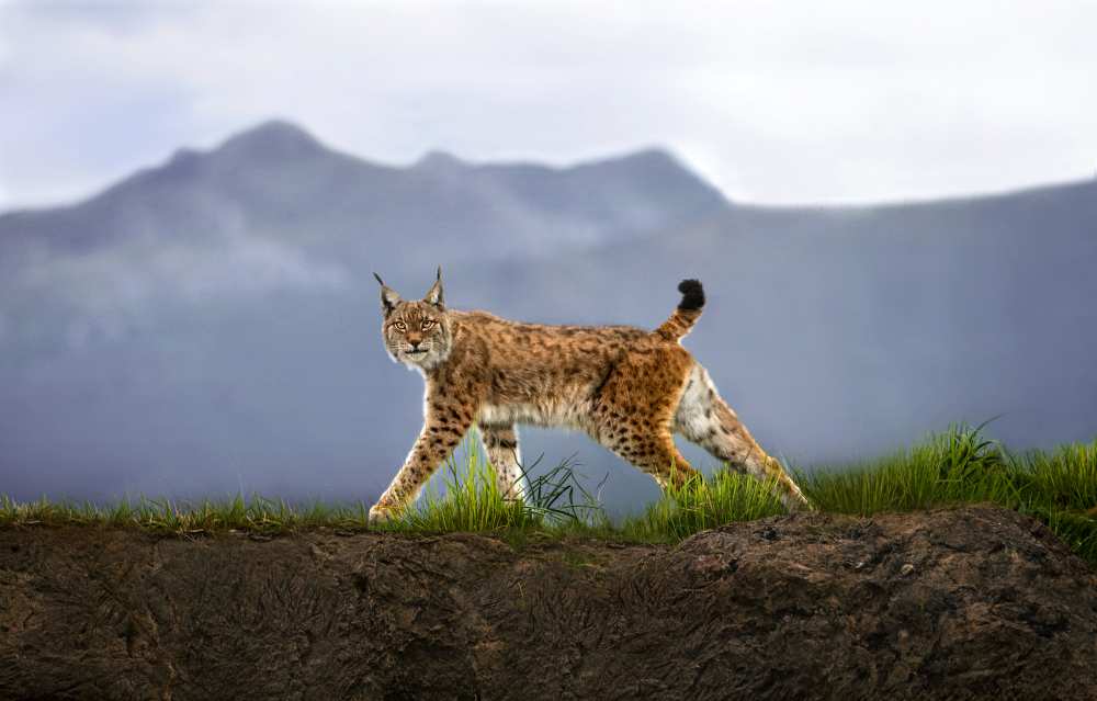 Walking Lynx od Xavier Ortega
