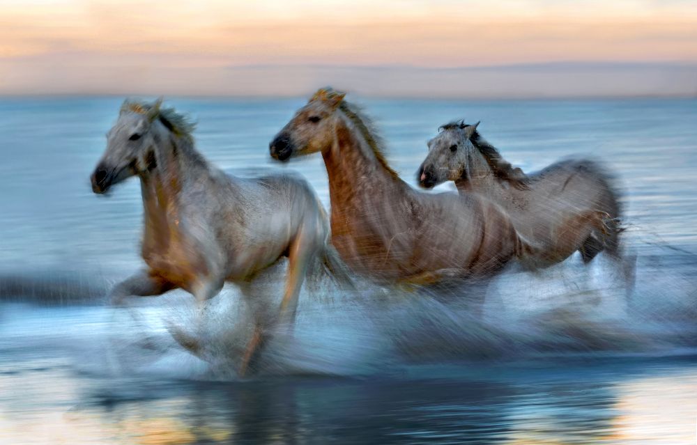 Slow motion horses od Xavier Ortega