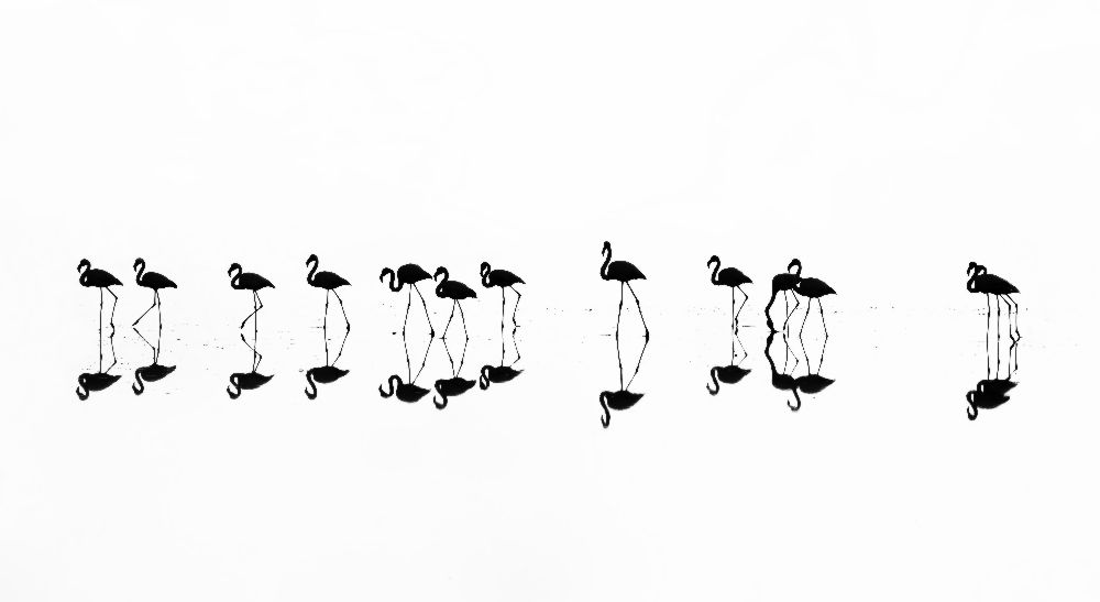 flamingo reflections od Xenophon Mantinios