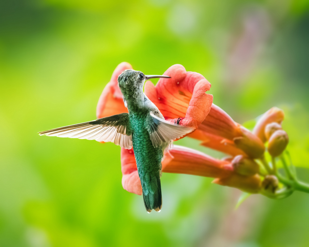 Hummingbird od Xiao Cai