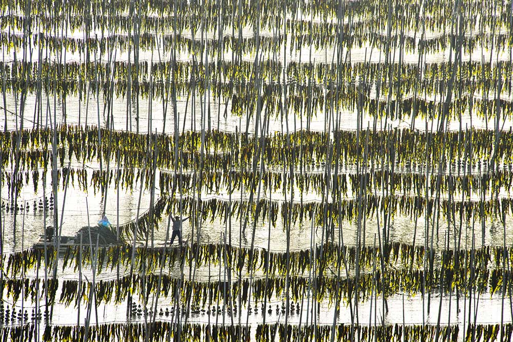 Harvesting kelp od Xinhua Zhou