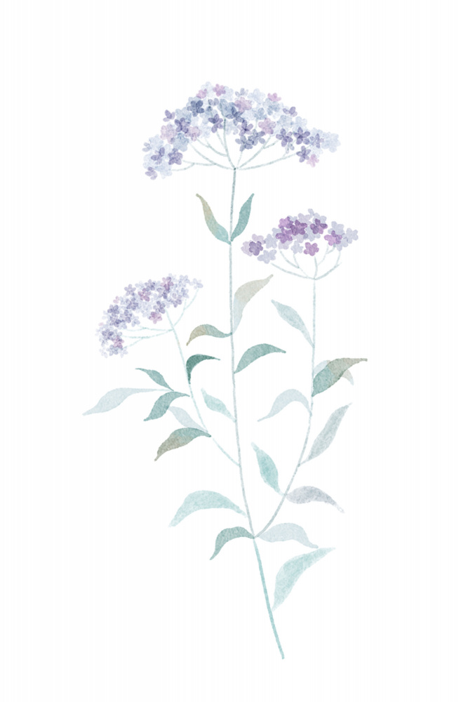 Little Purple Flower od Xuan Thai