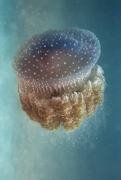 Jellyfish - Phylorhiza punctata od Yaron Halevy