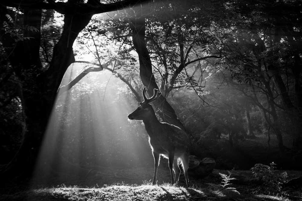 Light and Deer od Yoshinori Matsui
