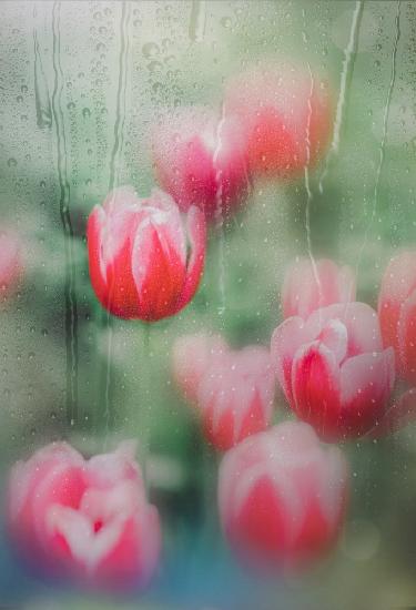 tulips, the grace
