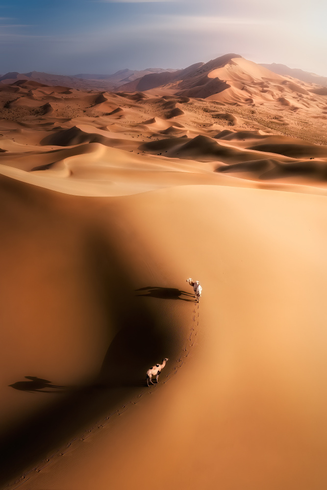Desert camel od Yuan Cui