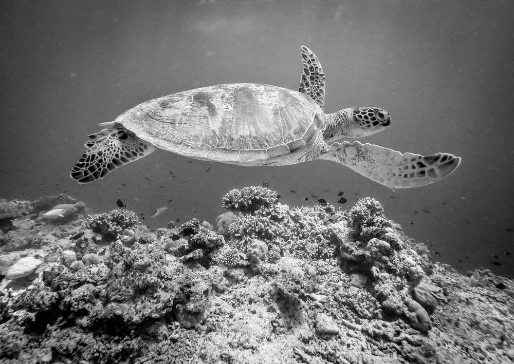 Sea Turtle at Sipadan od Yumian Deng