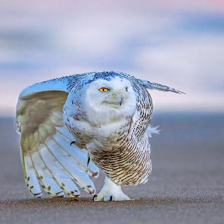 Snowy Owl at Sunset