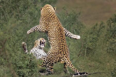 leopard mating