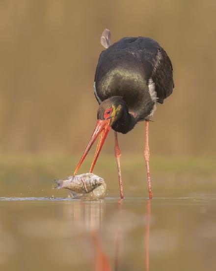 Black stork fishing