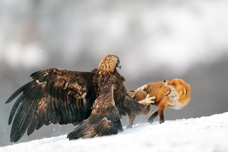 Golden eagle and Red fox od Yves Adams