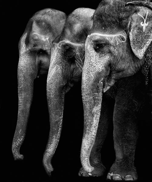 Nature\'s great masterpiece, an elephant; the only harmless great thing ... od Yvette Depaepe