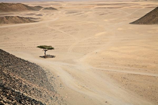 Die Wüste lebt. od Zeno Kothgasser